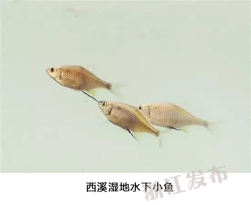 日本不卡在线观看