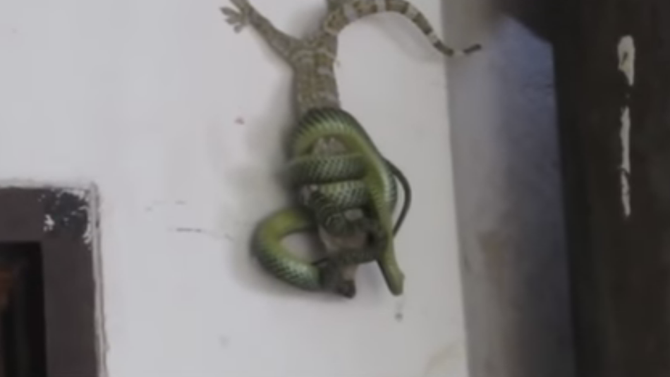 波多野吉衣