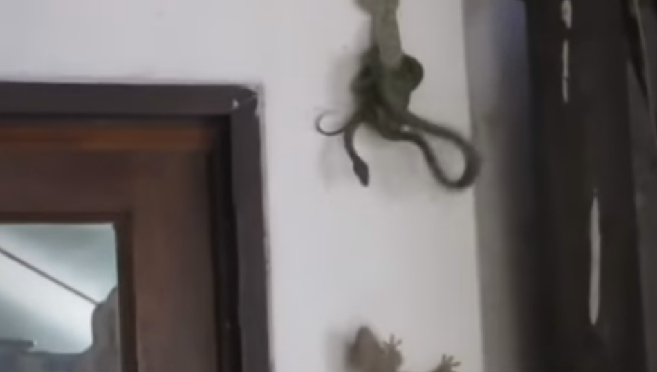 桃花直播