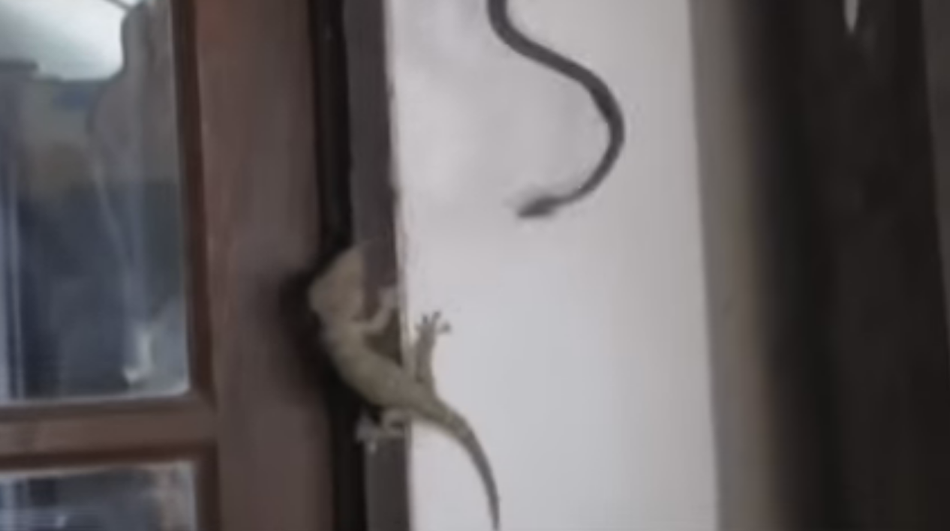 三级片欧美孕妇