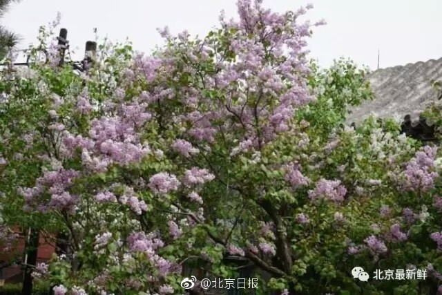 激情五月天色