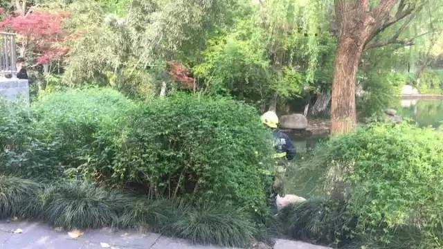 夫妻激情視頻中年