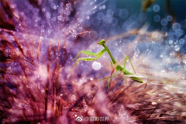 黑人操人妻在线