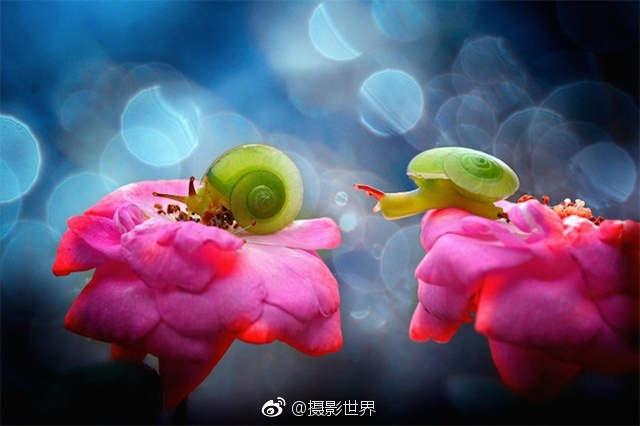 花瓣直播