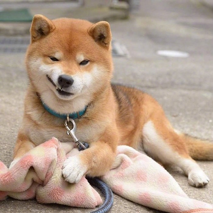 森林原人