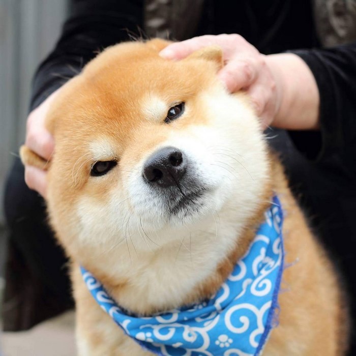 这只日本柴犬因一张臭脸走红