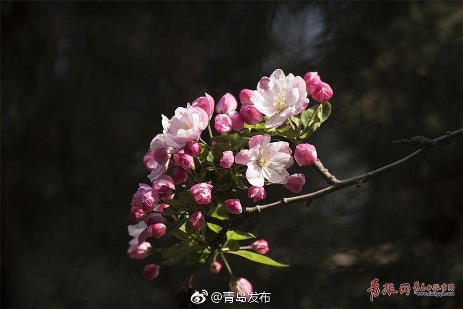 娇小BBW搡BBW仙踪林