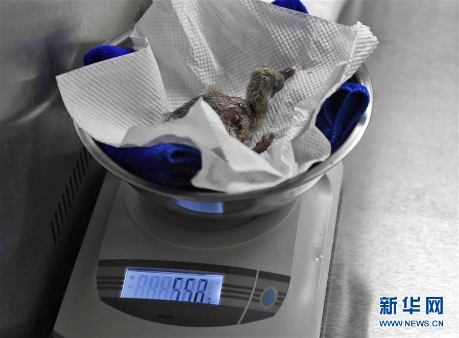 草莓污视频