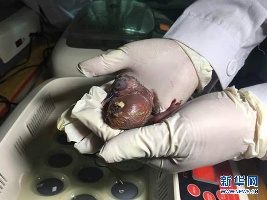 麻豆久久久