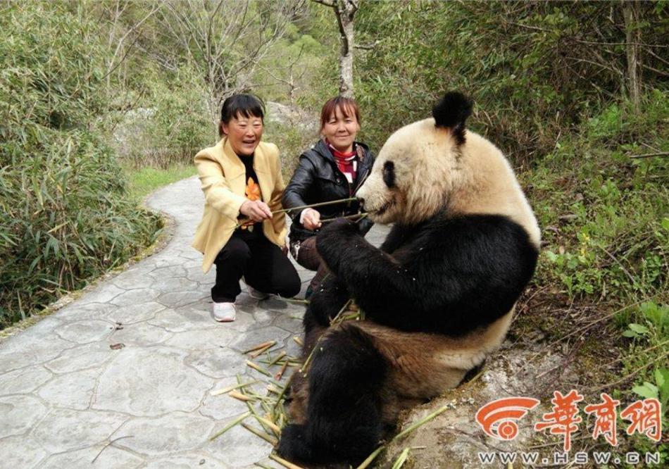 桃色视频