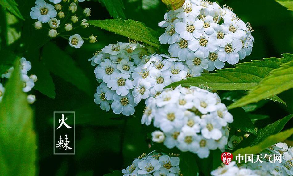 鲁视频黄色视频网站