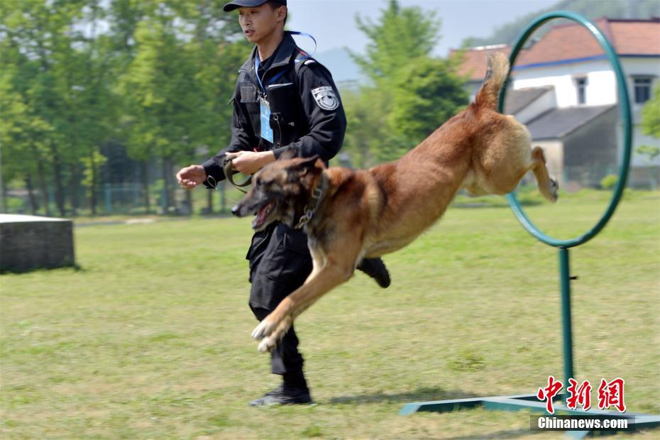 枫花恋