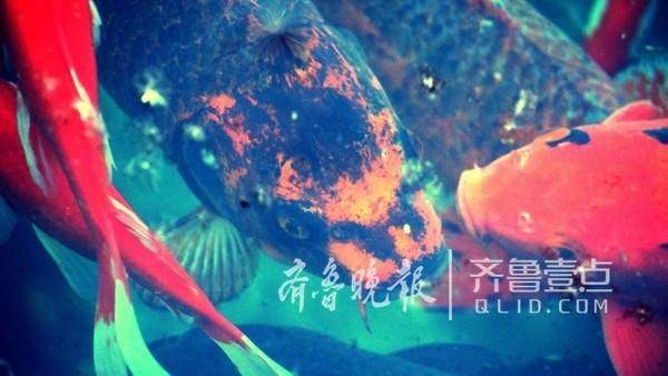 国产激情