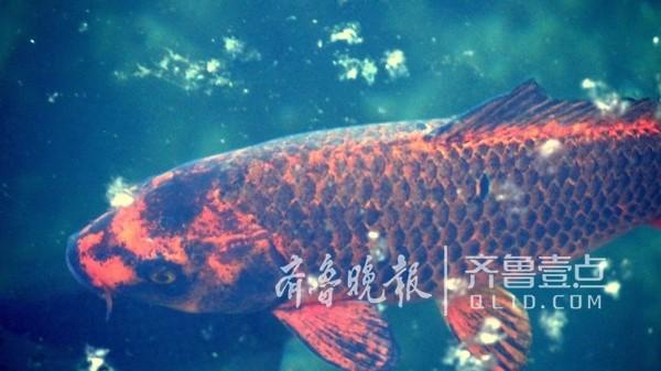 欧美另类性Hd