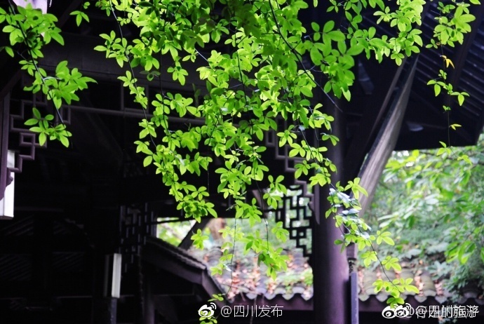 手机在线观看AV