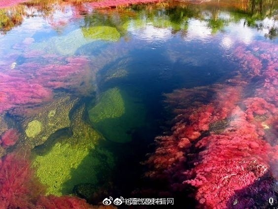 菊市桃子
