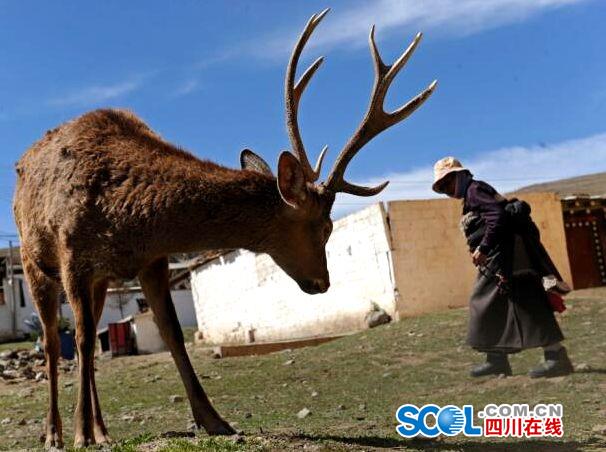 若尔盖县人口_若尔盖游记(2)