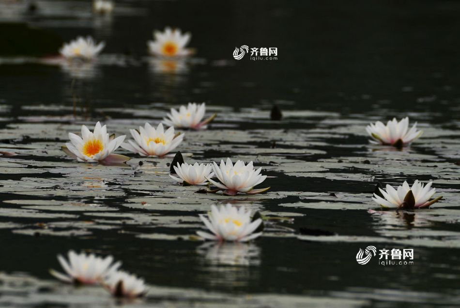 18一20岁毛毛片