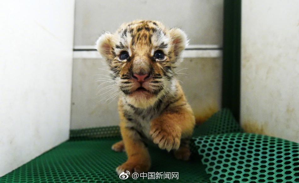 伦理年轻漂亮的岳?2兵兵国产