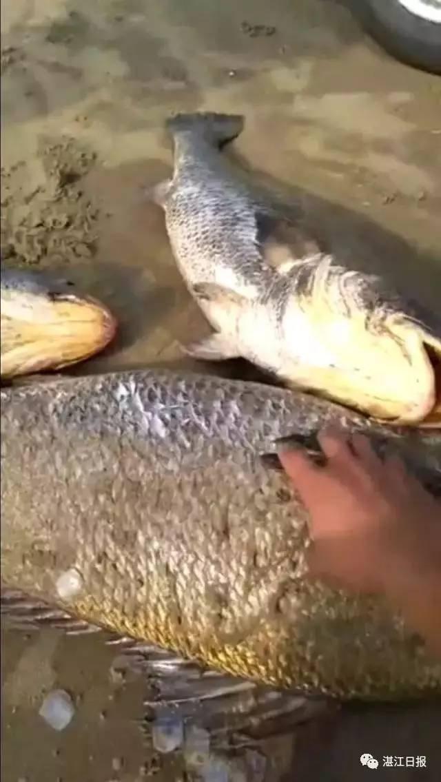 中国老扫性饥渴Hd