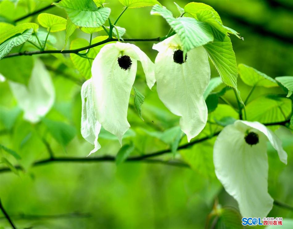 在线高清内射Chinese