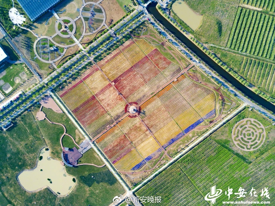 溫碧霞