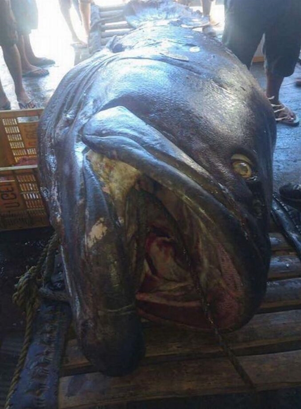 迷你世界