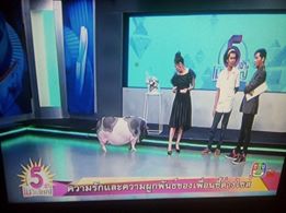 船袜小兔