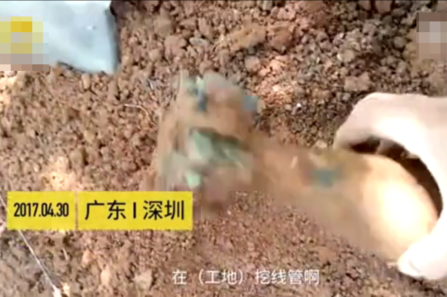 和懒散的白毛妹妹纸巾盒