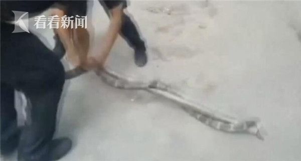 中国胖男女操逼