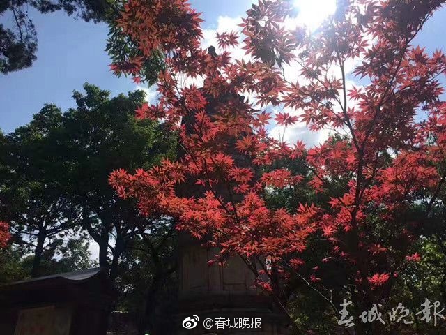 老司机午夜福利