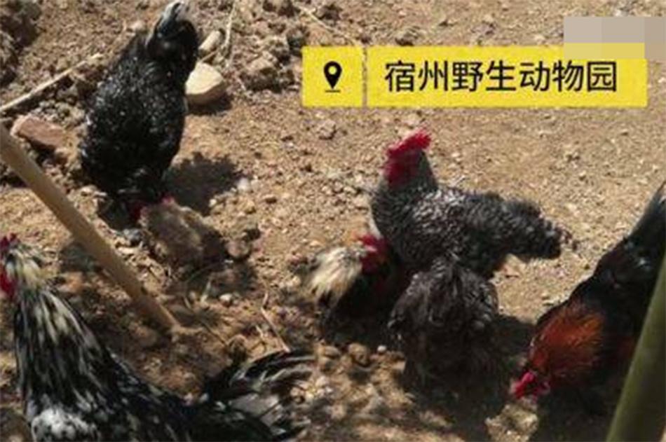 動漫高潮