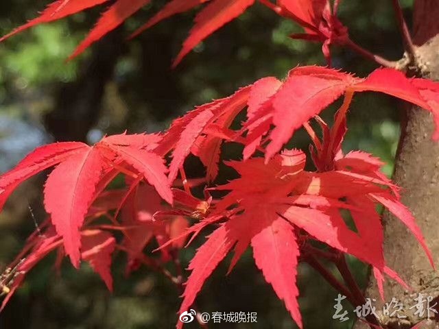 無碼日本家庭倫理電影