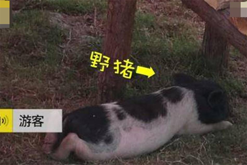 国产老女人与老熟女免费乱码视频