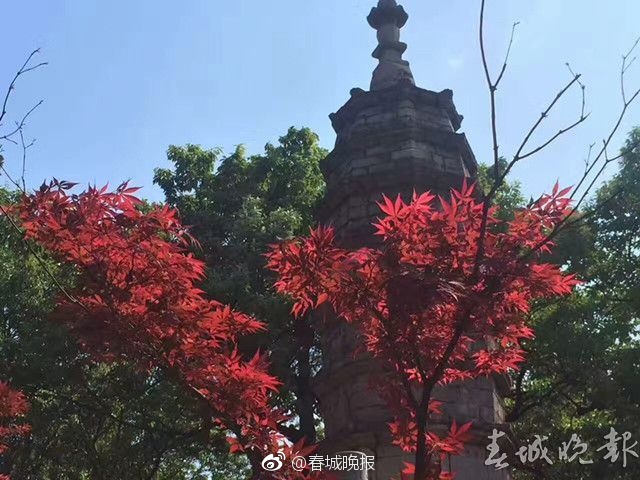 国产精品秘 麻豆果冻传媒阿朱