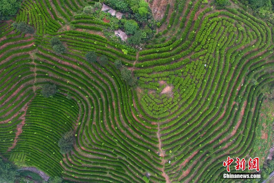 98堂邀请码怎么获得