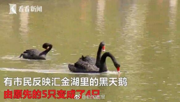 三人成全免费观看电视剧高清一共多少集啊