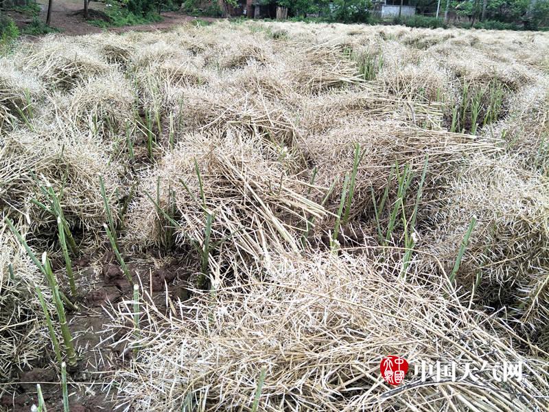 黑料不打烊,万里长征最新