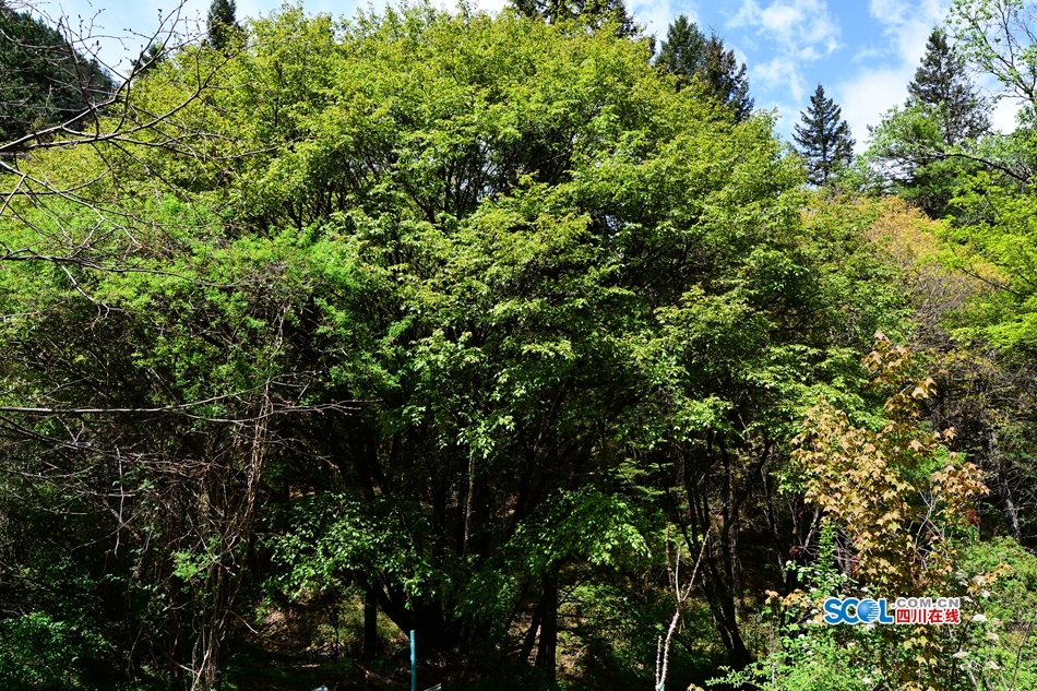 最新黄色网站在线下载