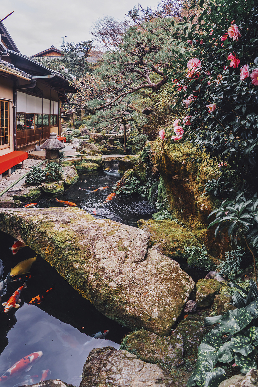 柯 基 交配
