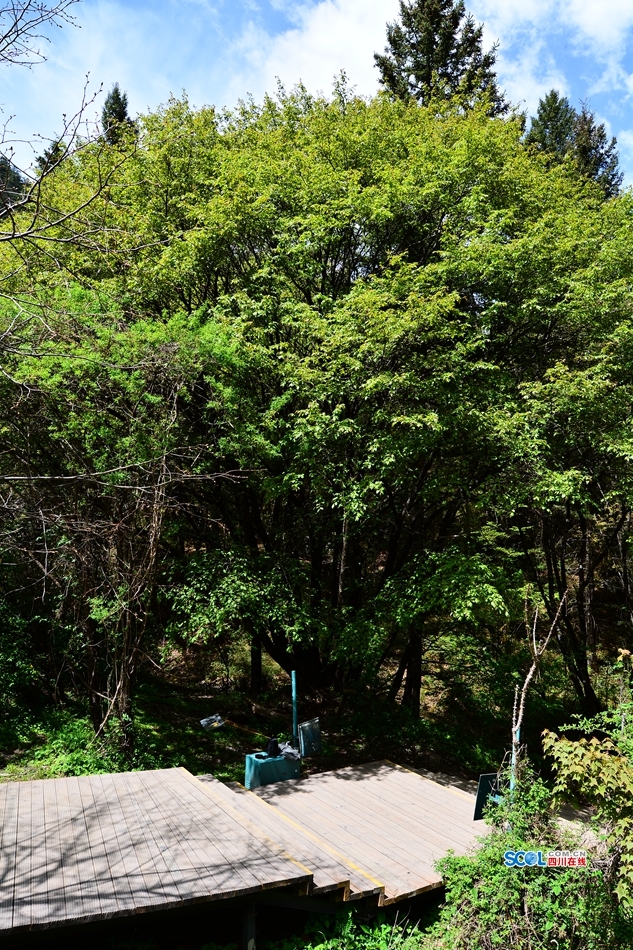 免费A级做爰片免费视频