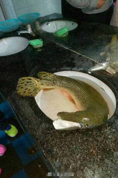 黄色视频黄色视频黄色视频
