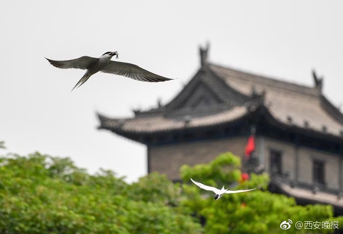 薑母鴨露奶