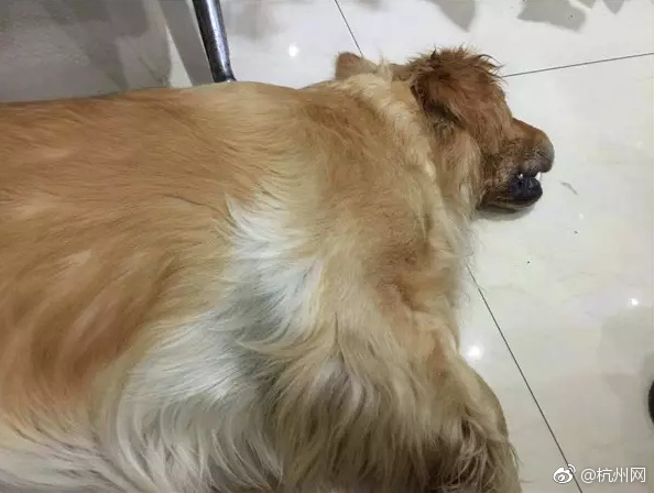 午夜精品福利视频