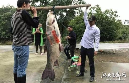 A级毛片免费看