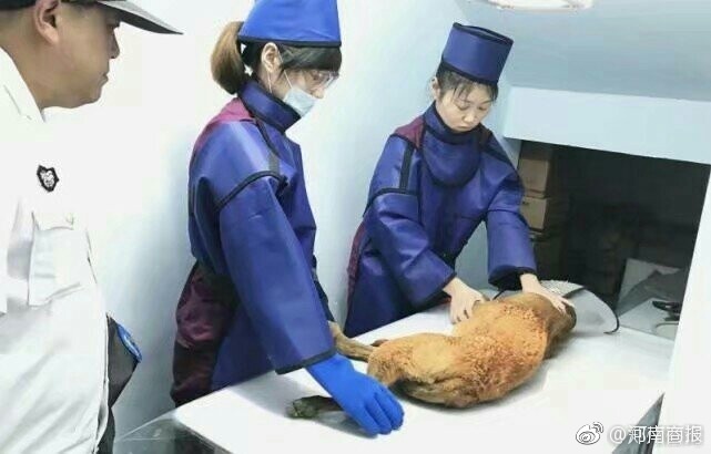 刘亦菲 性爱 视频