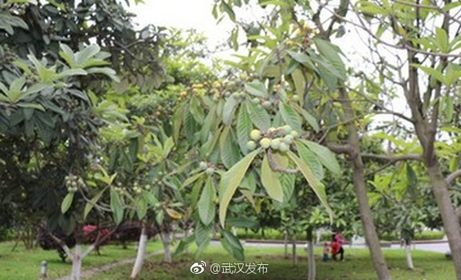 美女艹