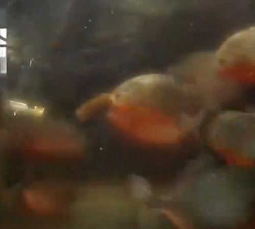 白丝女仆疯狂 喷水自慰爽作文