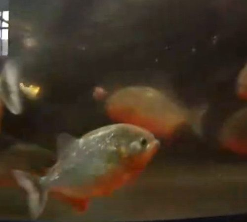 张柏芝手扒自己下面图