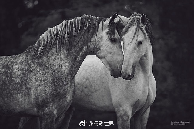 哥布林動畫